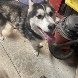 Photo for 162103 [Unknown, had teal collar but no info]