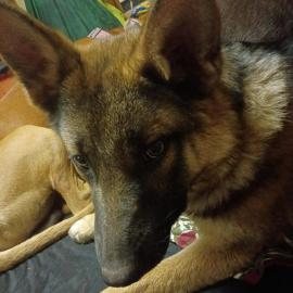 Photo for 162163 [Siri]