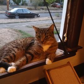 Photo for 162176 [Cosmo]