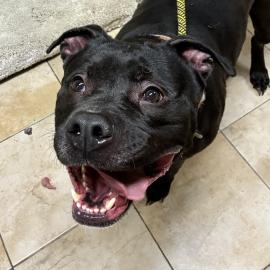 Photo for 162260 [Jasmine]