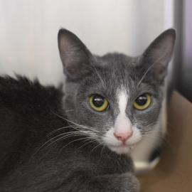 Photo for 162291 [Nursing cat with 2 kittens]