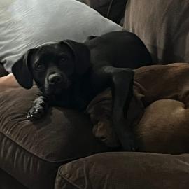 Photo for 162334 [Bella]