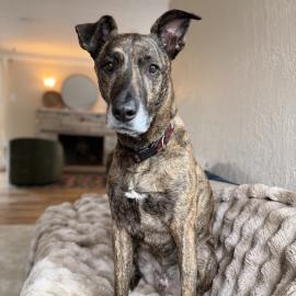 Photo for 162371 [Theo]