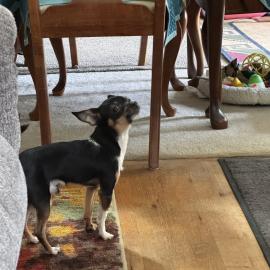 Photo for 162630 [Bruno]