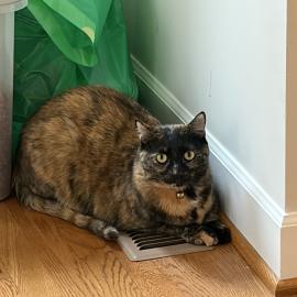 Photo for 162640 [Coraline]