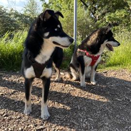 Photo for 162912 [Two sweet dogs found]