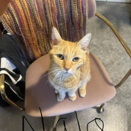 Photo for 163295 [Nala]