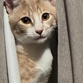 Photo for 163639 [Cougar]