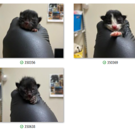 Photo for 165347 [350356, 350368, 350369]