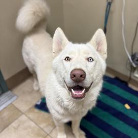 Photo for 165635 [Duke(lvl 2)]