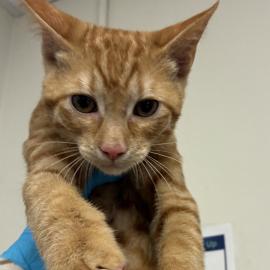 Photo for 168373 [Sir Purrlington]