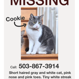 Photo for 169484 [Cookie]