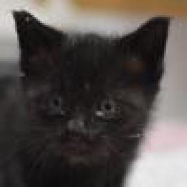 Photo for 169967 [2 kittens ]