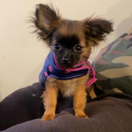 Photo for 170382 [Tootsie]
