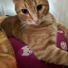 Photo for 170902 [Chile - Orange Tabby ]