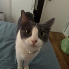 Photo for 171370 [Baby (Micro Chip name is Boss Babe)]