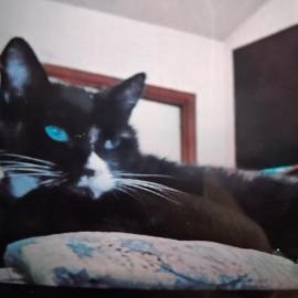 Photo for 171503 [Lil kitty]