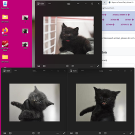 Photo for 174365 [Strays]