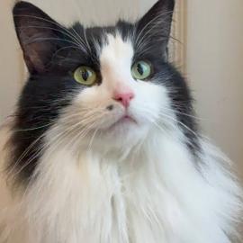 Photo for 174780 [Kittie little or miss kitty]