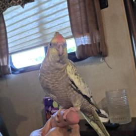 Photo for 174987 [Birdie]
