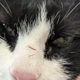 Photo for 175015 [Jasper assaper. Scratch on nose is from neighbor cat and recent is why I include it]