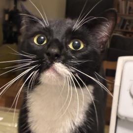 Photo for 175653 [Tuxedo black white cat]