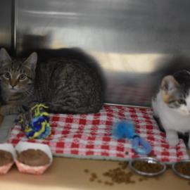 Photo for 175714 [359057 - 359059 3 kittens]