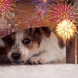 Dog scared by fireworks