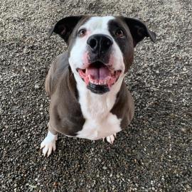 Ella the dog smiling