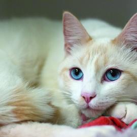 White cat with blue eyes