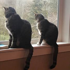 Piper and Keiki cats safe at home on the window sill