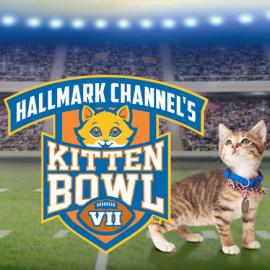 Kitten Bowl VII Graphic