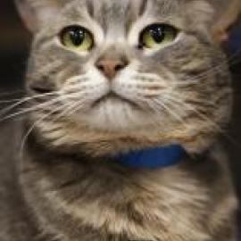 Adoptable Shelter Cat