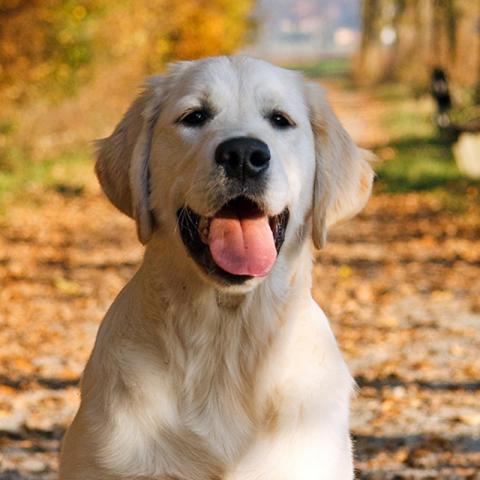 Golden Retriever in fall leaves