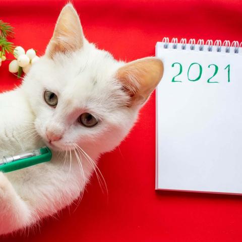 Cat with 2021 resolutions
