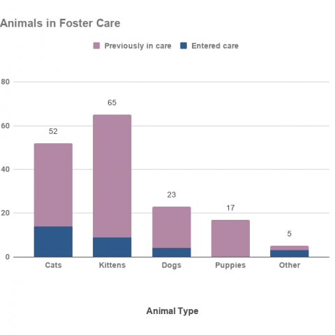 January 2021 animals in foster care