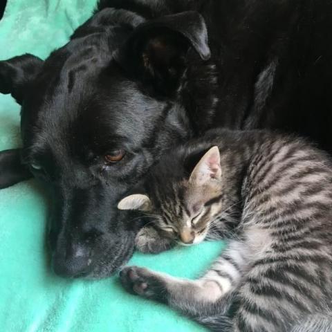 Zuca snuggling a kitten