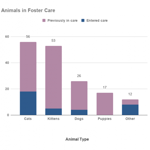Graph of animals in foster care in February 2021