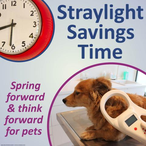 Straylight Savings Time graphic