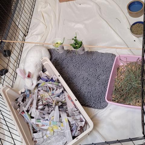 rabbit enrichment activities