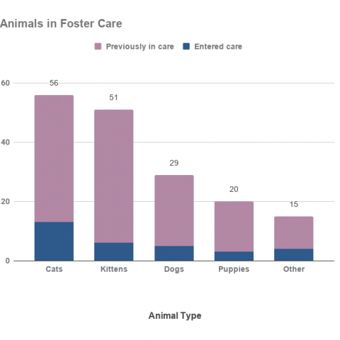 March 2021 animals in foster care