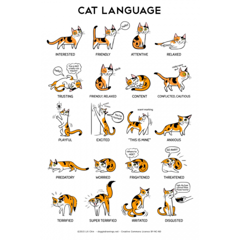 Cat language guide thumbnail
