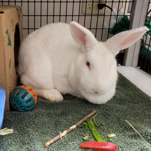 Skadi (Cherry) - adopted on March 28, 2021