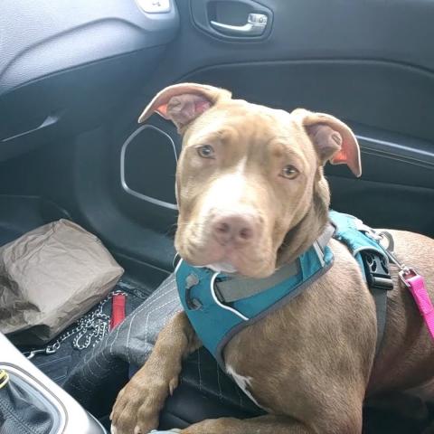 Maggie the dog riding in the car after adoption