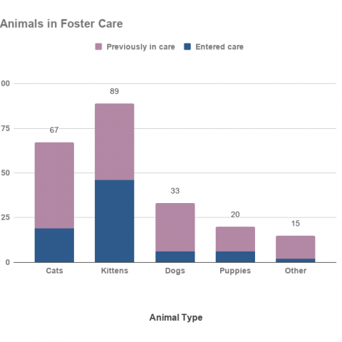 Animals in foster care