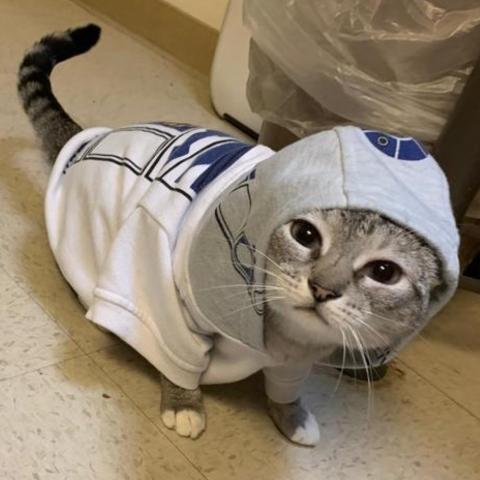 Cat in a costume
