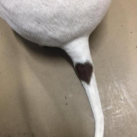 Dog with a heart pattern on its tail