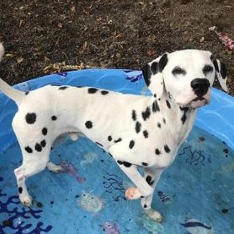 Dalmatian in a pool