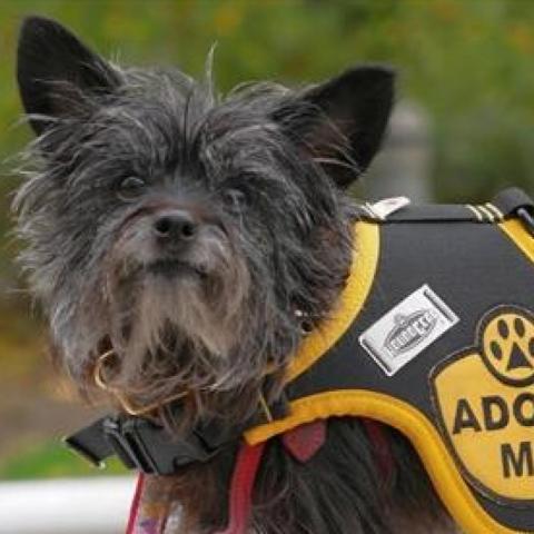 Dog with adoption vest