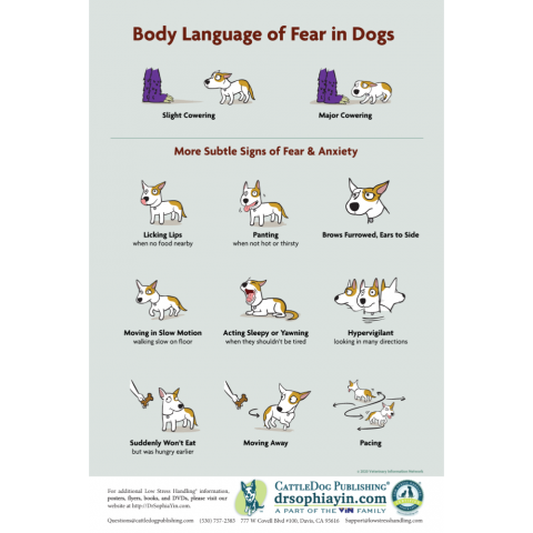 Body Language of Fear in Dogs